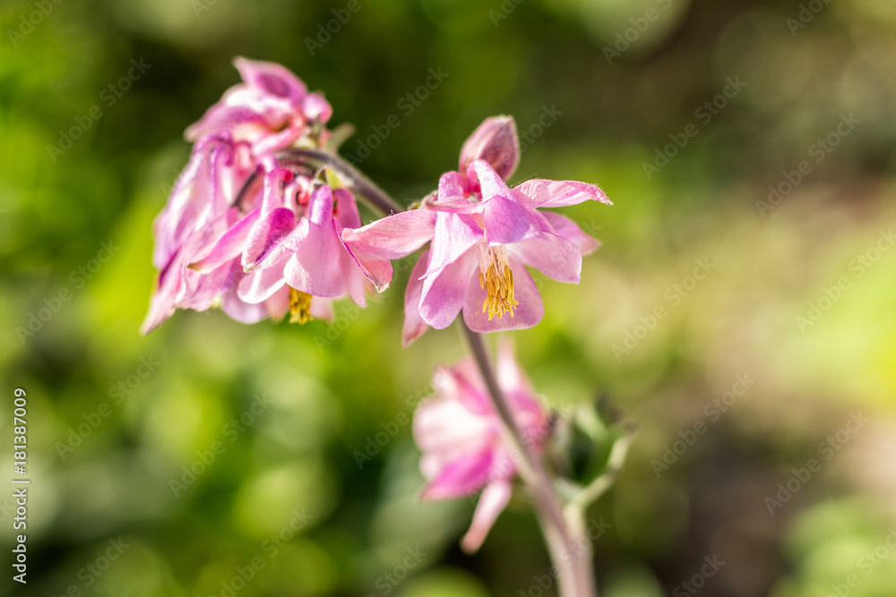 Tender pink aquilegia flowers on the sunny weather. Beautiful summer background. Copy space. Tender pink aquilegia flowers on the sunny weather. Beautiful summer background. Copy space.