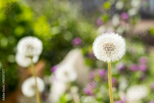 Tender white dandelions in the summer time. Beautiful summer background. Copy space.