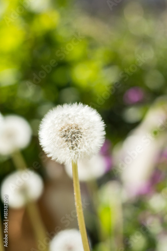 Tender white dandelions in the summer time. Beautiful summer background. Copy space.