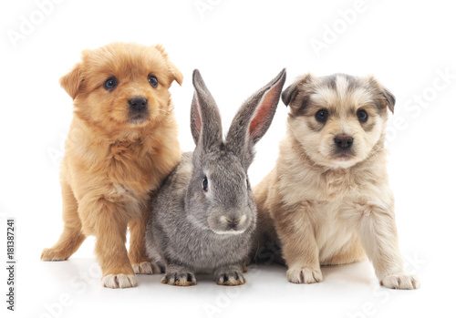 Two puppies and a rabbit.