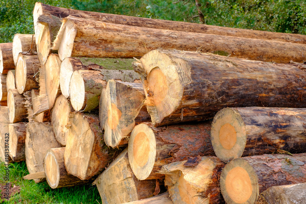 Deforestation environmental problem Deforestation environmental problem