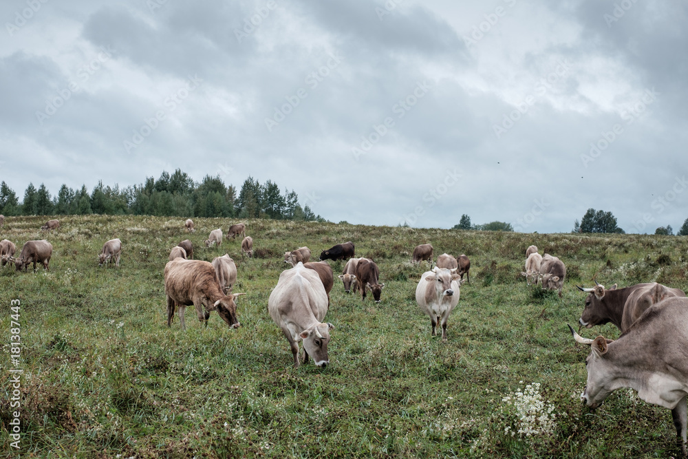 Obraz premium Cows grazing on the field