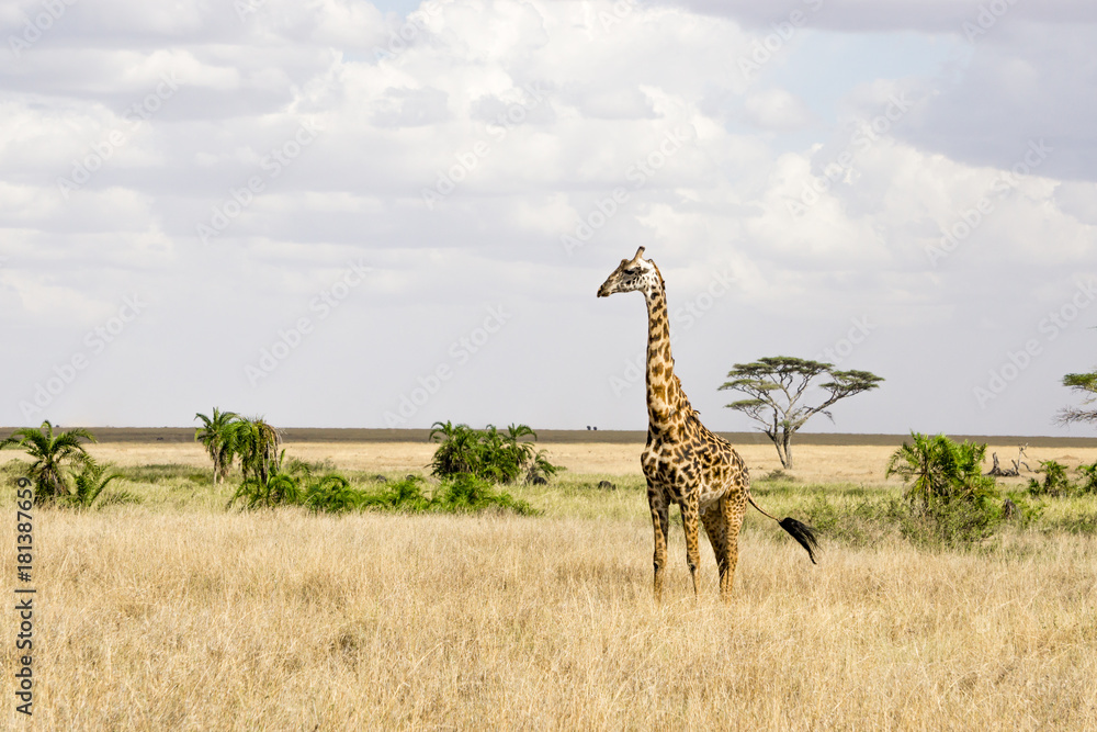 Fototapeta premium a giraffe in Serengeti National Park, Tanzania, Africa
