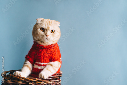 Cute scottish fold cat sitting in a basket wearing red sweater