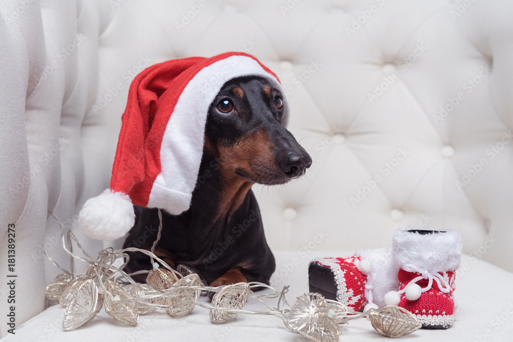 Dachshund santa hot sale