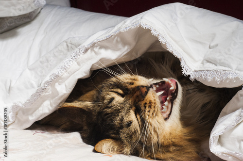 Cozy cat lies under a blanket photo