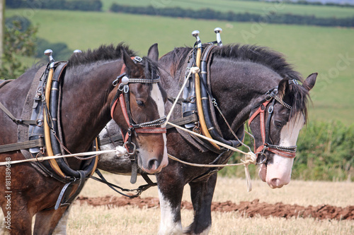 Shire horses ploughing © Jenny Thompson