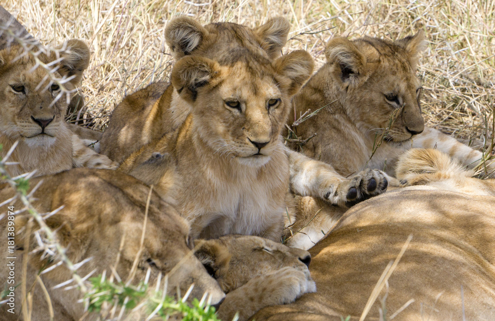 Lions cub resting under a tree in Serengeti National Park, Tanzania, Africa. Focus on central cub Lions cub resting under a tree in Serengeti National Park, Tanzania, Africa. Focus on central cub