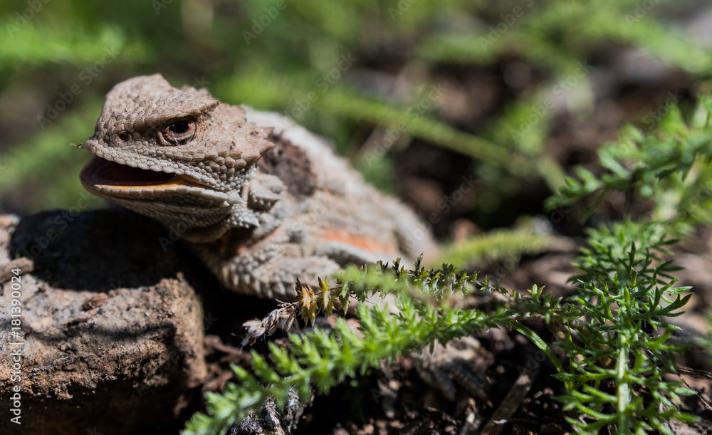 Obraz premium Macro Horned Toad: Forest Lizards