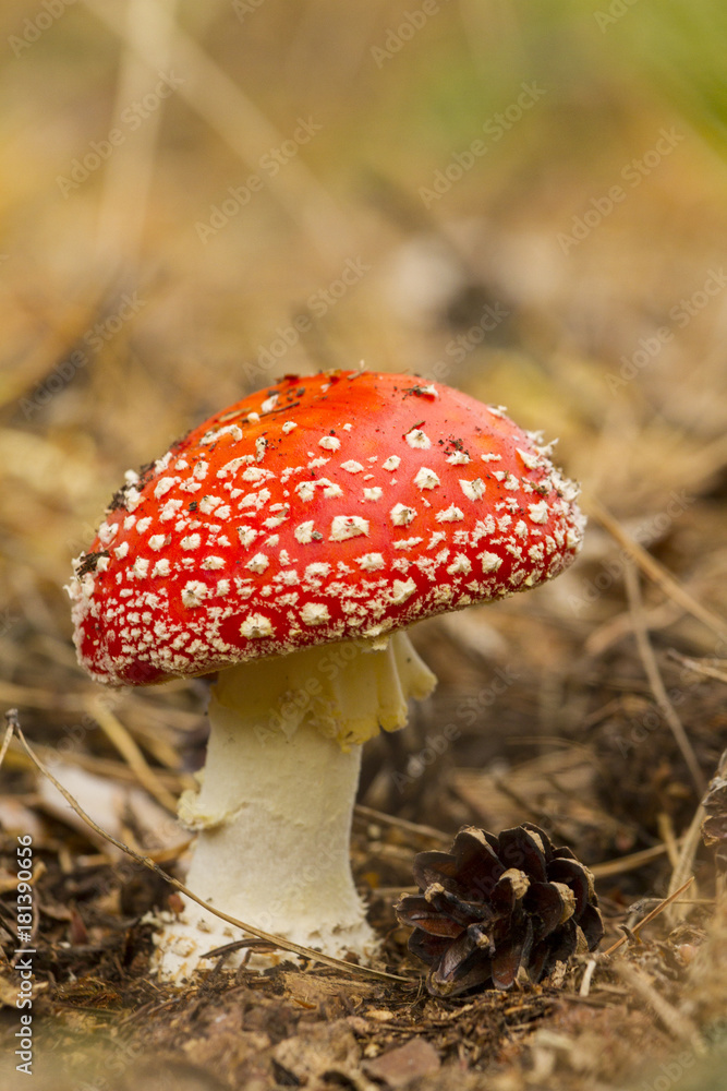 fungus fly agaric in the wild fungus fly agaric in the wild