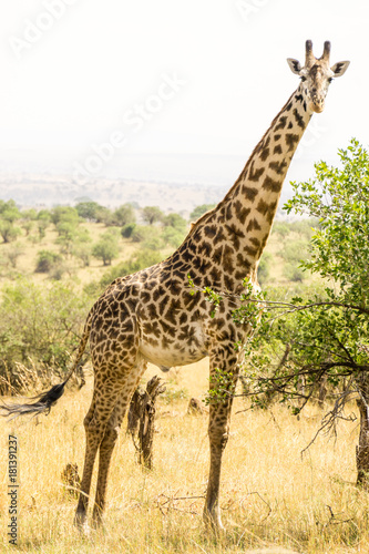 a giraffe in Serengeti National Park, Tanzania, Africa