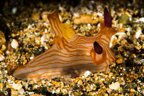 nudibranch trecacera sea slug