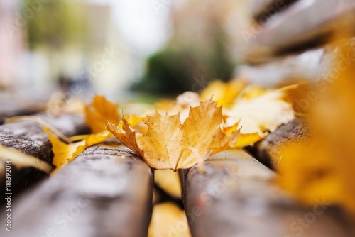 autumn fallen leaves isolated on park bench