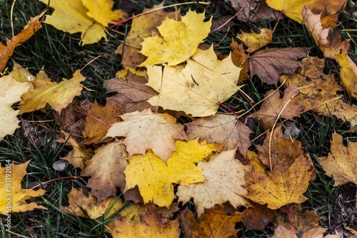 autumn fallen leaf