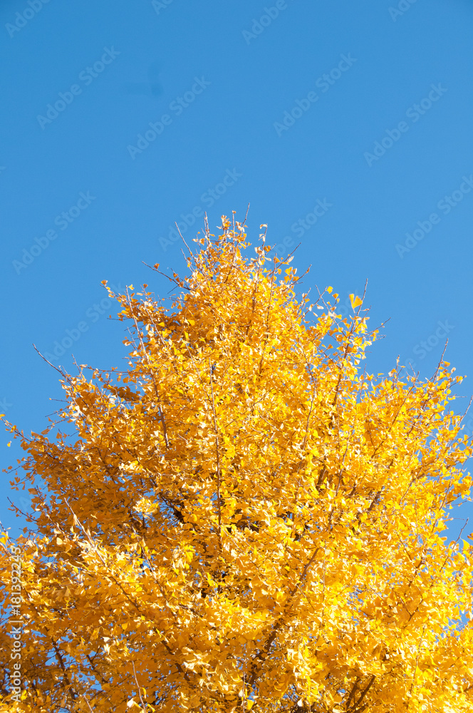 Fototapeta premium Golden yellow ginkgo tree with blue sky in Tokyo Japan