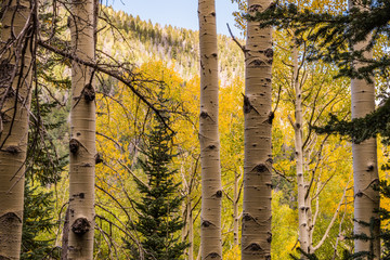 Fotobehang Hotel Espenbomen in herfstkleuren Arizona  © LodestonePhotography