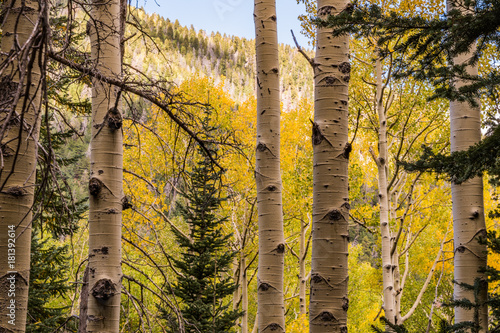 Foto Aspen Tree Fall Colors: Flagstaff Arizona, Inner Basin Trail