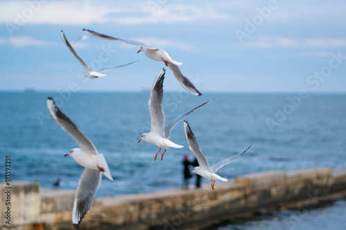 Seagulls flying over the sea. Pier on background.