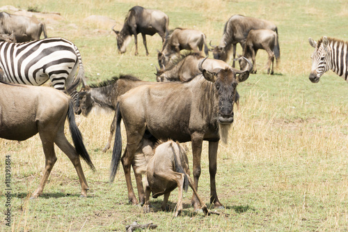 Fototapeta Naklejka Na Ścianę i Meble -  Wildebeest iin Serengeti National Park, Tanzania, Africa