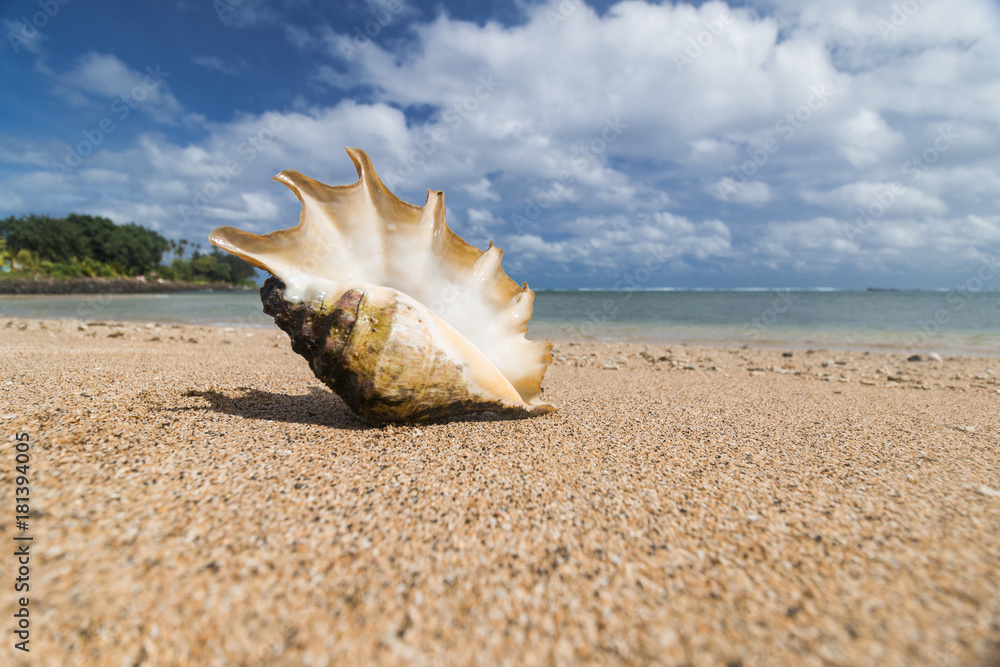 big shell on a beach at exotic island in pacific big shell on a beach at exotic island in pacific