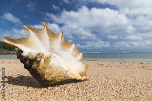 big shell on a beach at exotic island in pacific