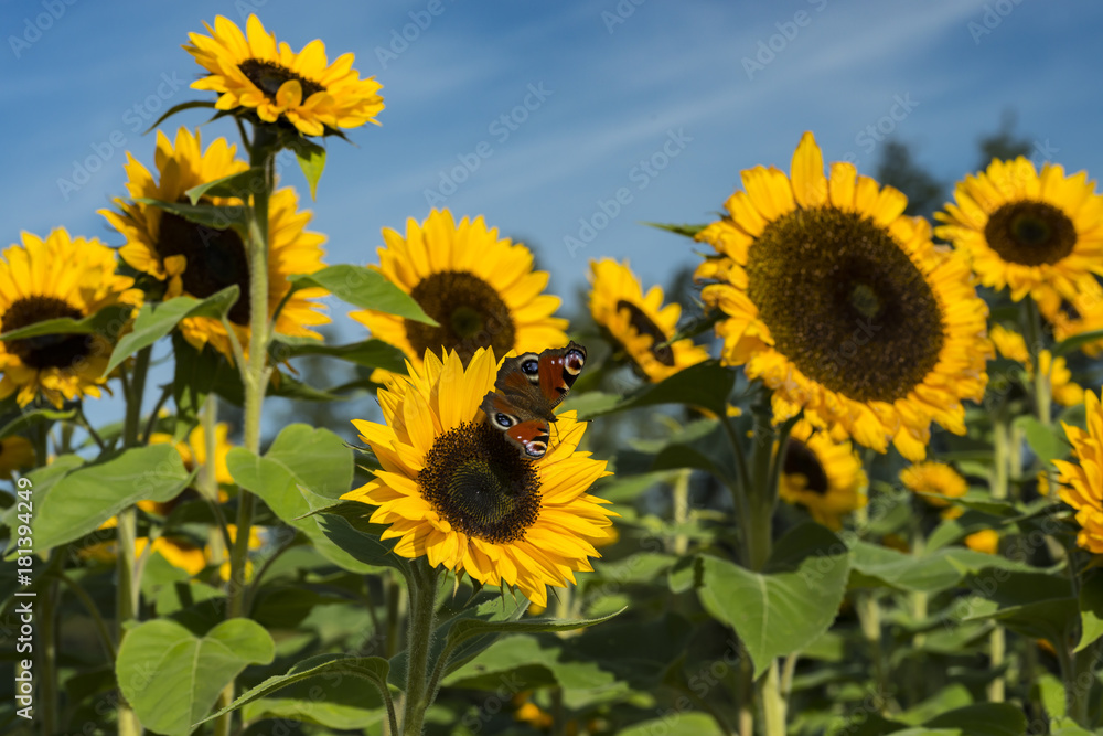 Sonnenblume auf einem Sonnenblumenfeld mit einem Schmetterling (Tagpfauenauge)