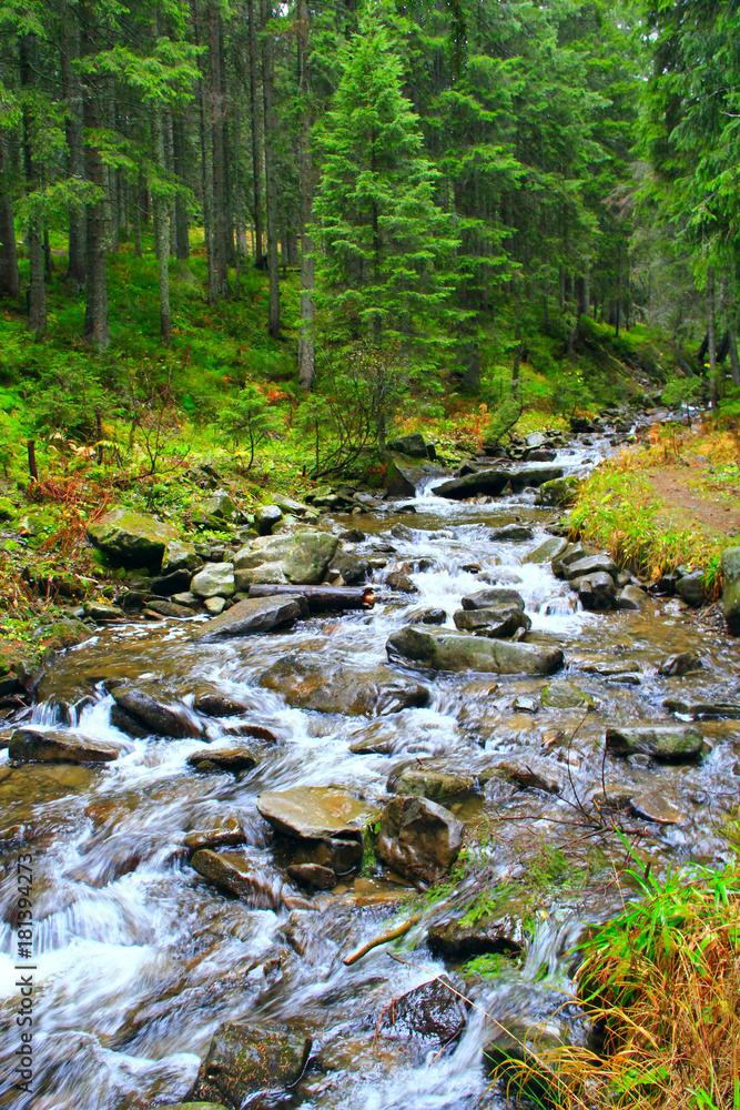 Obraz premium mountainous river in the forest