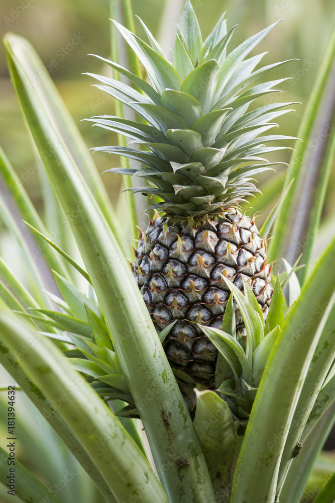 growing pineaple