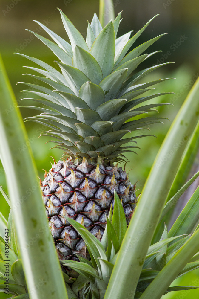 Obraz premium growing pineaple