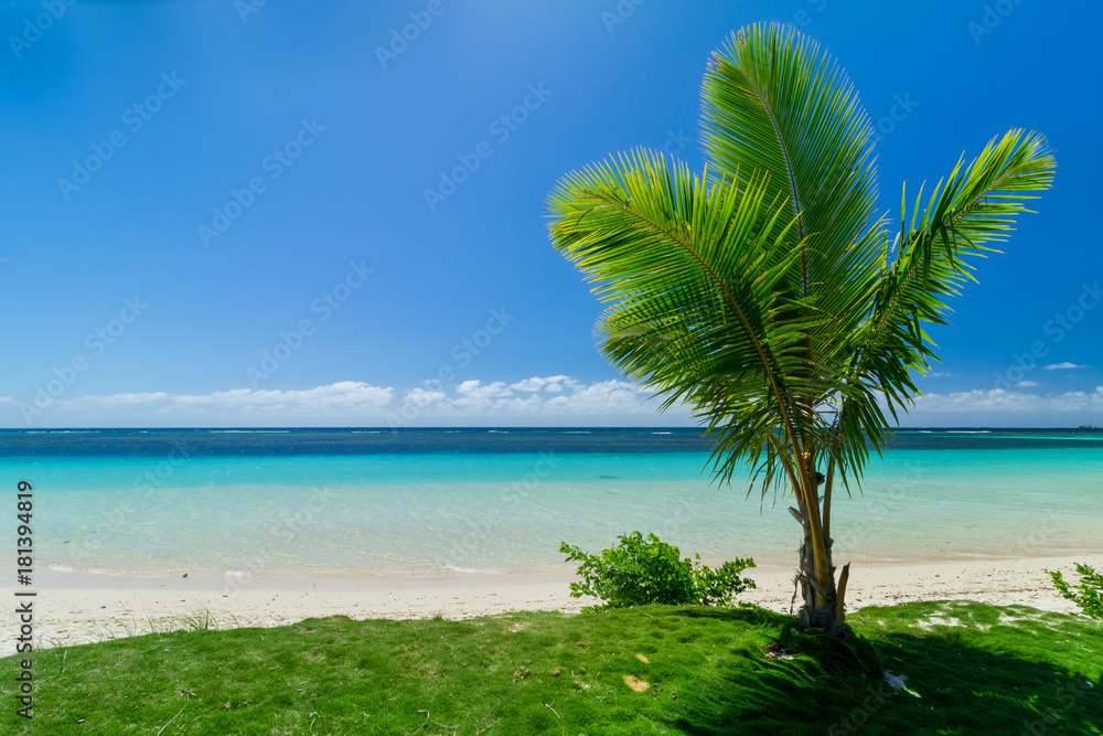 palm trees ocean beach samoa