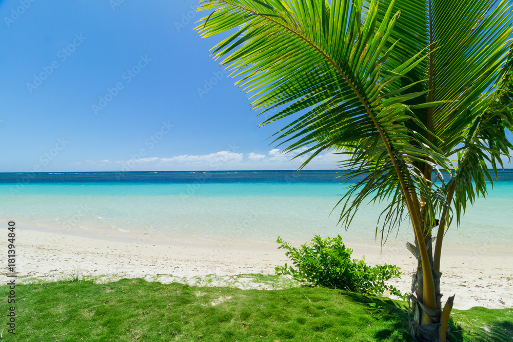 palm trees ocean beach samoa