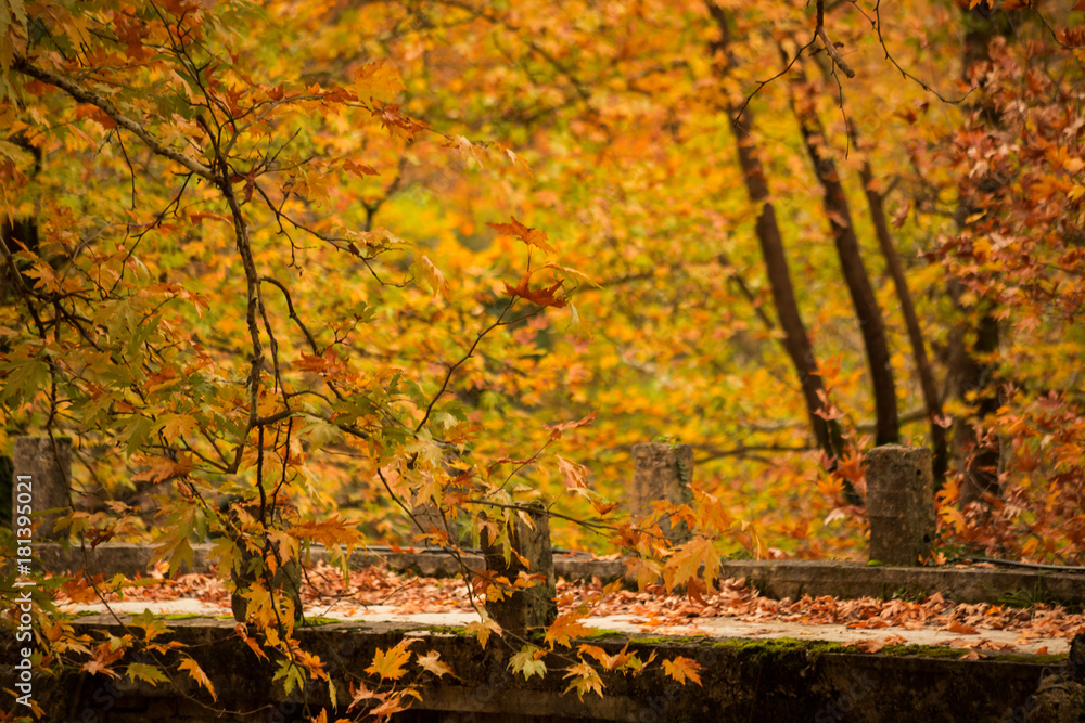 autum background bridge and yellow tree leaves in village Zgara Arta autum background bridge and yellow tree leaves in village Zgara Arta