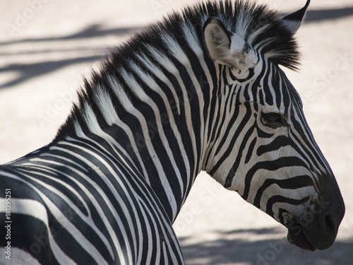 Zebra photo