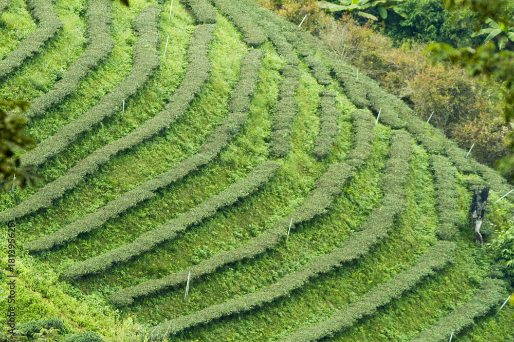 green tea plantation