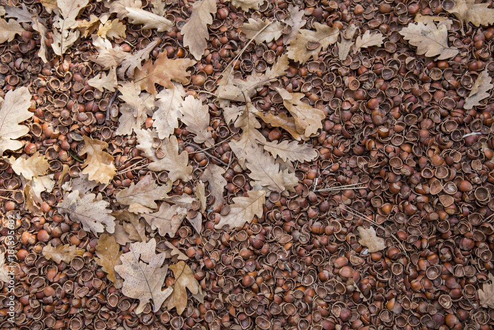 hazelnut shell, leaf and soil background 