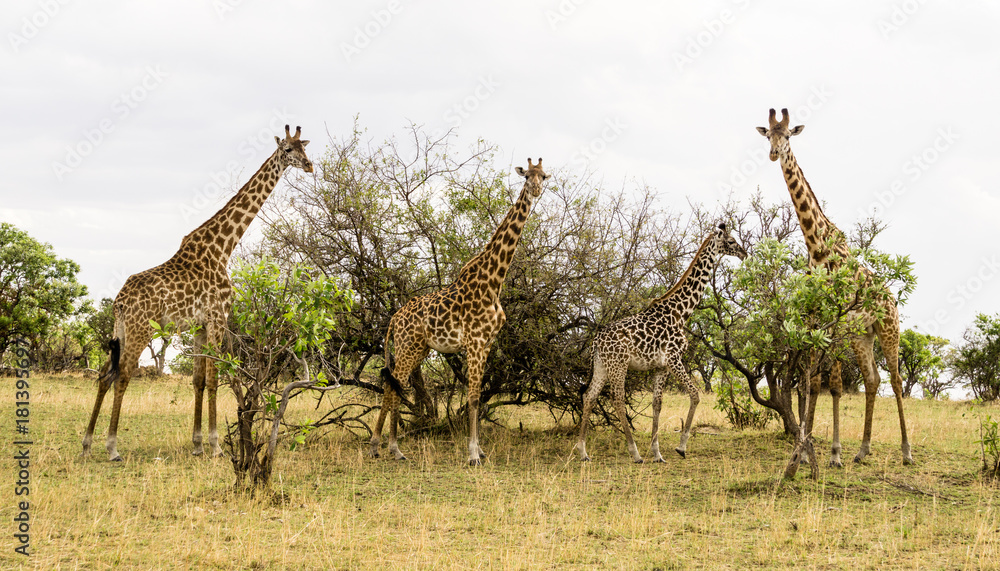 Obraz premium Giraffe Family iin Serengeti National Park, Tanzania, Africa