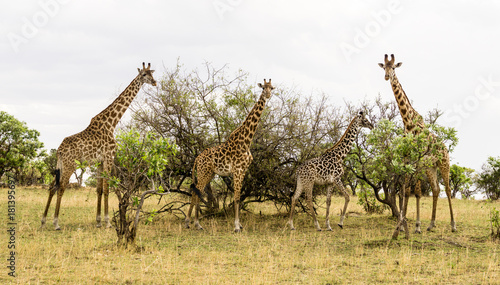 Fototapeta Naklejka Na Ścianę i Meble -  Giraffe Family iin Serengeti National Park, Tanzania, Africa