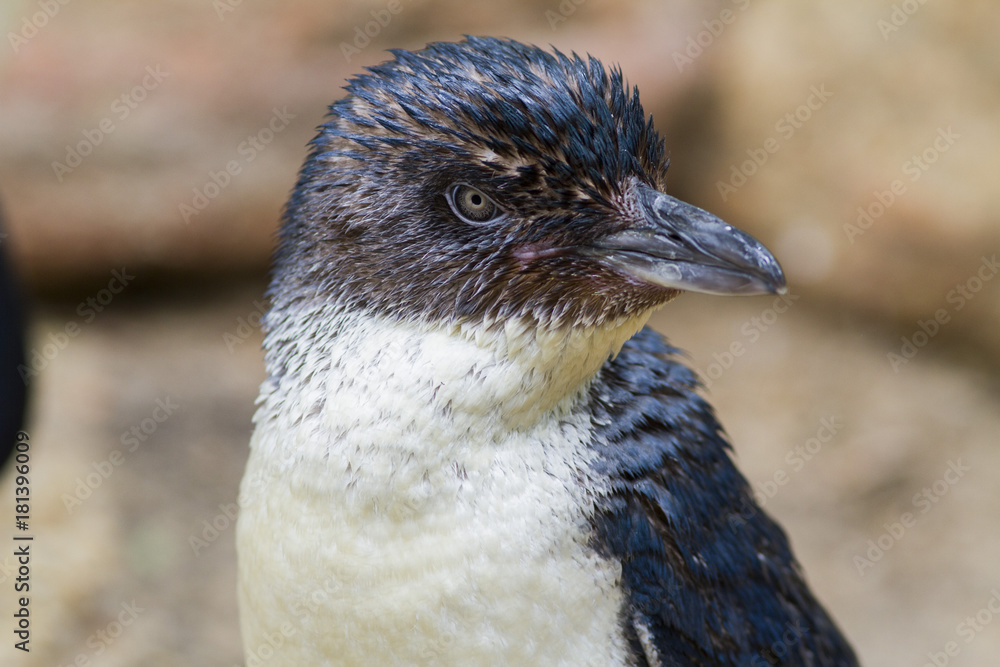 Obraz premium blue penguin