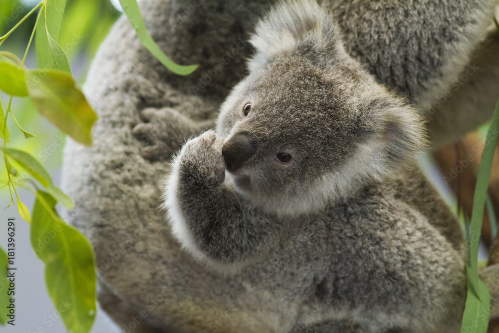 Obraz premium koala bear
