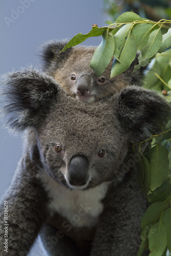 Canvas Print koala bear
