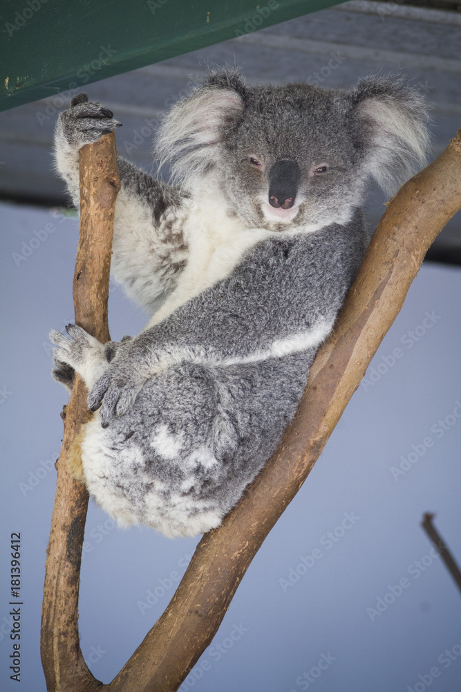Fototapeta premium koala bear