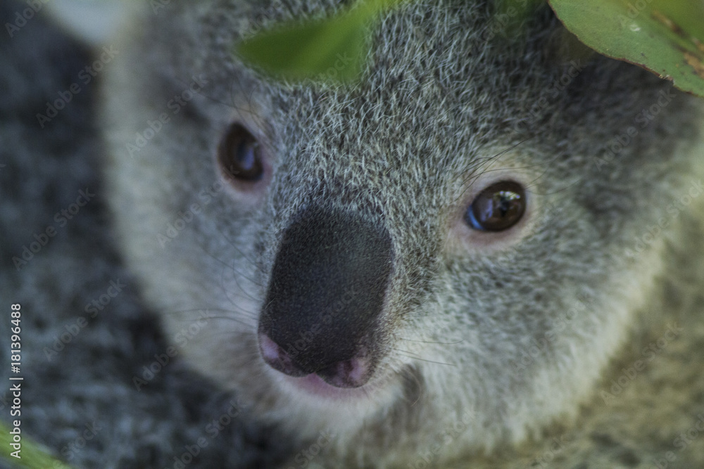 Fototapeta premium koala bear