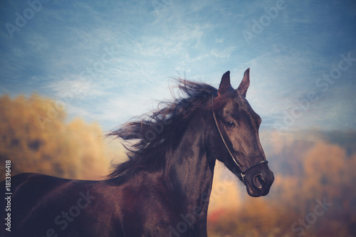 Portrait of black horse on the yellow autumn and blue sky background