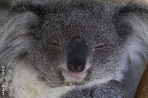 Photography koala bear