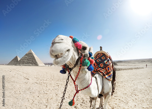 The laughing camel