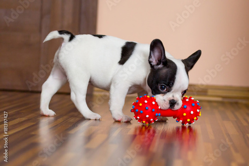 Sweet eight week old French bulldog puppy photo