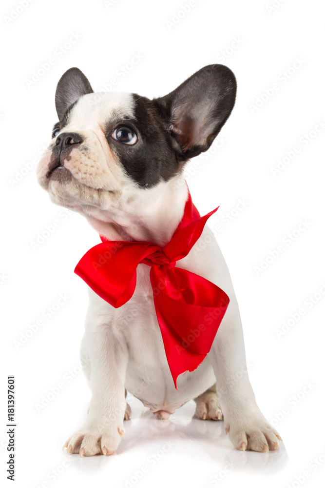 Cute french bulldog puppy with red ribbon Cute french bulldog puppy with red ribbon