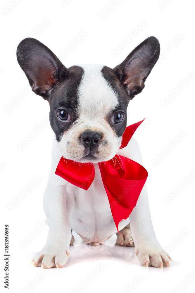 Cute french bulldog puppy with red ribbon