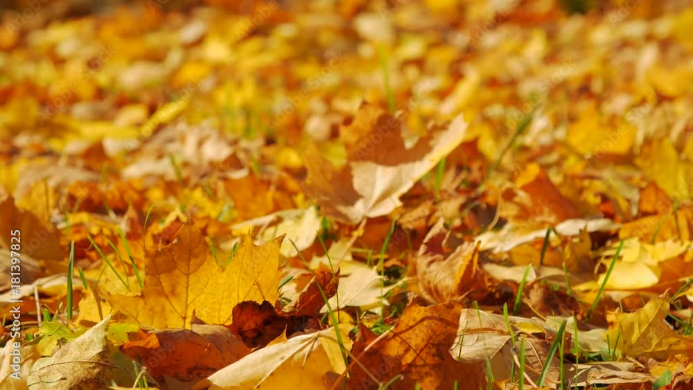 Autumn falling leaves closeup, sunlight Autumn falling leaves closeup, sunlight