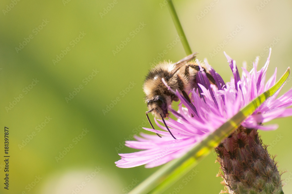 bee collects nectar on a Centaurea galicicae bee collects nectar on a Centaurea galicicae